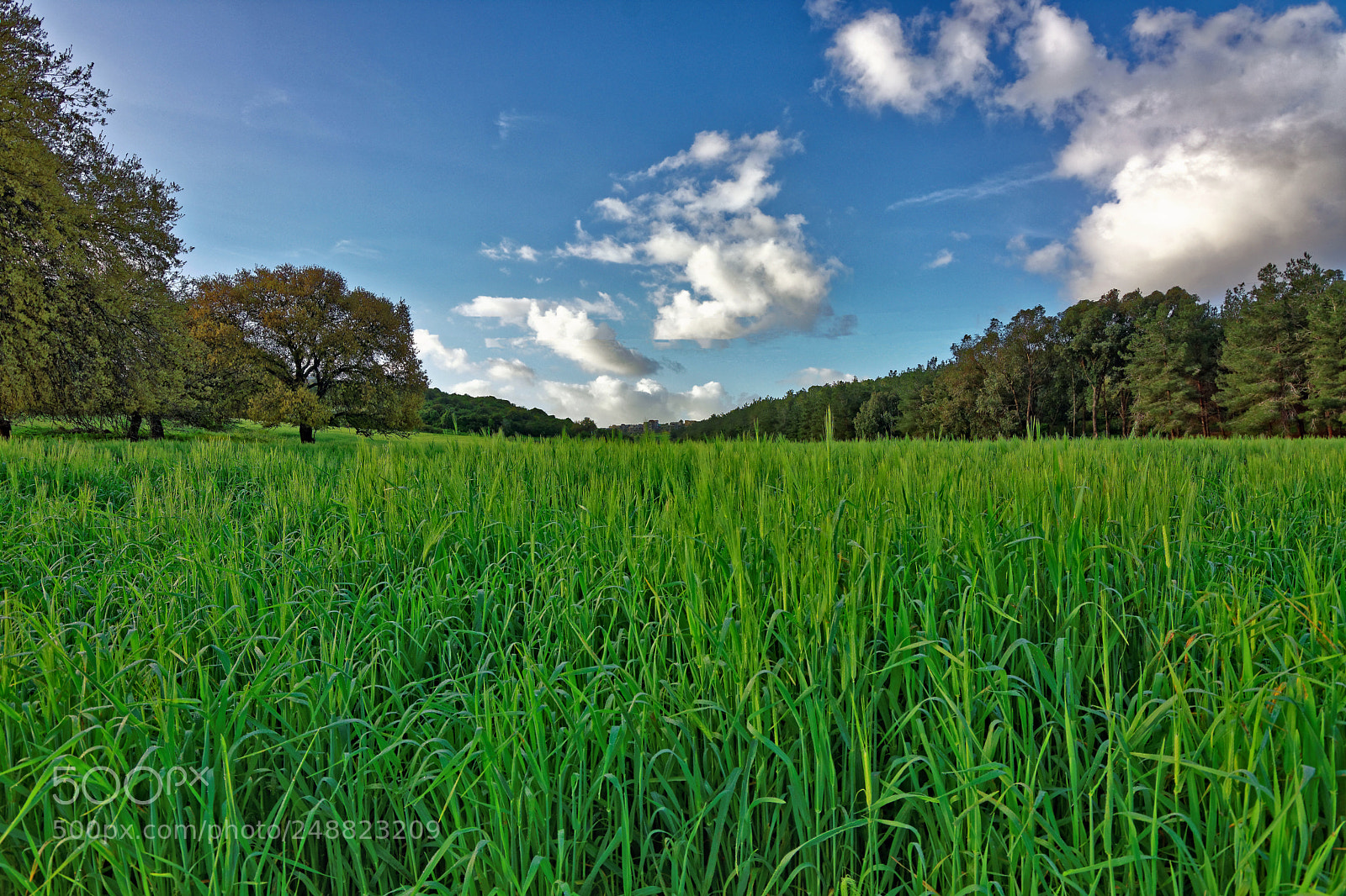 Nikon D7200 sample photo. Green field and deep photography