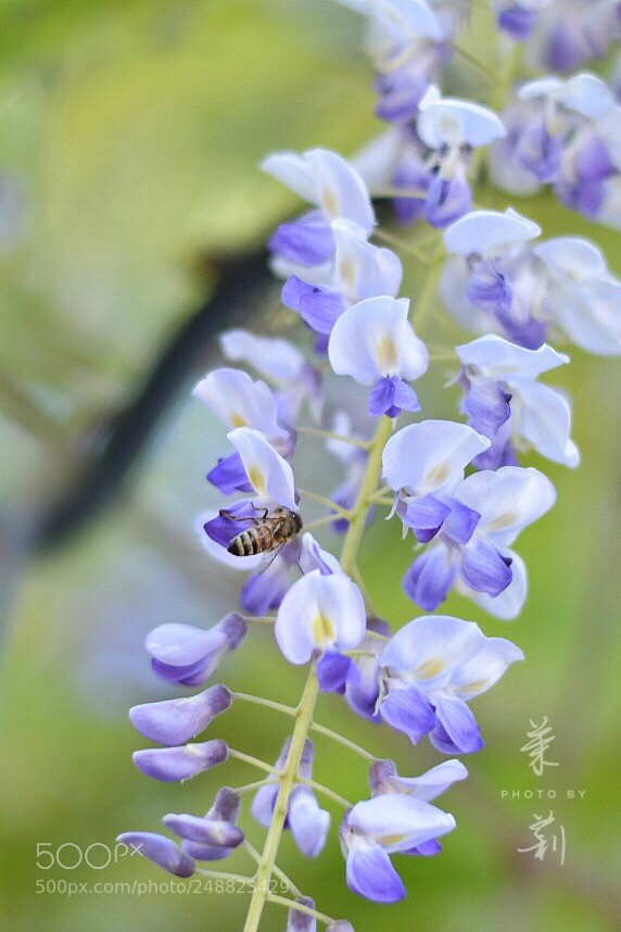 Nikon D500 sample photo. Spring comes to my photography