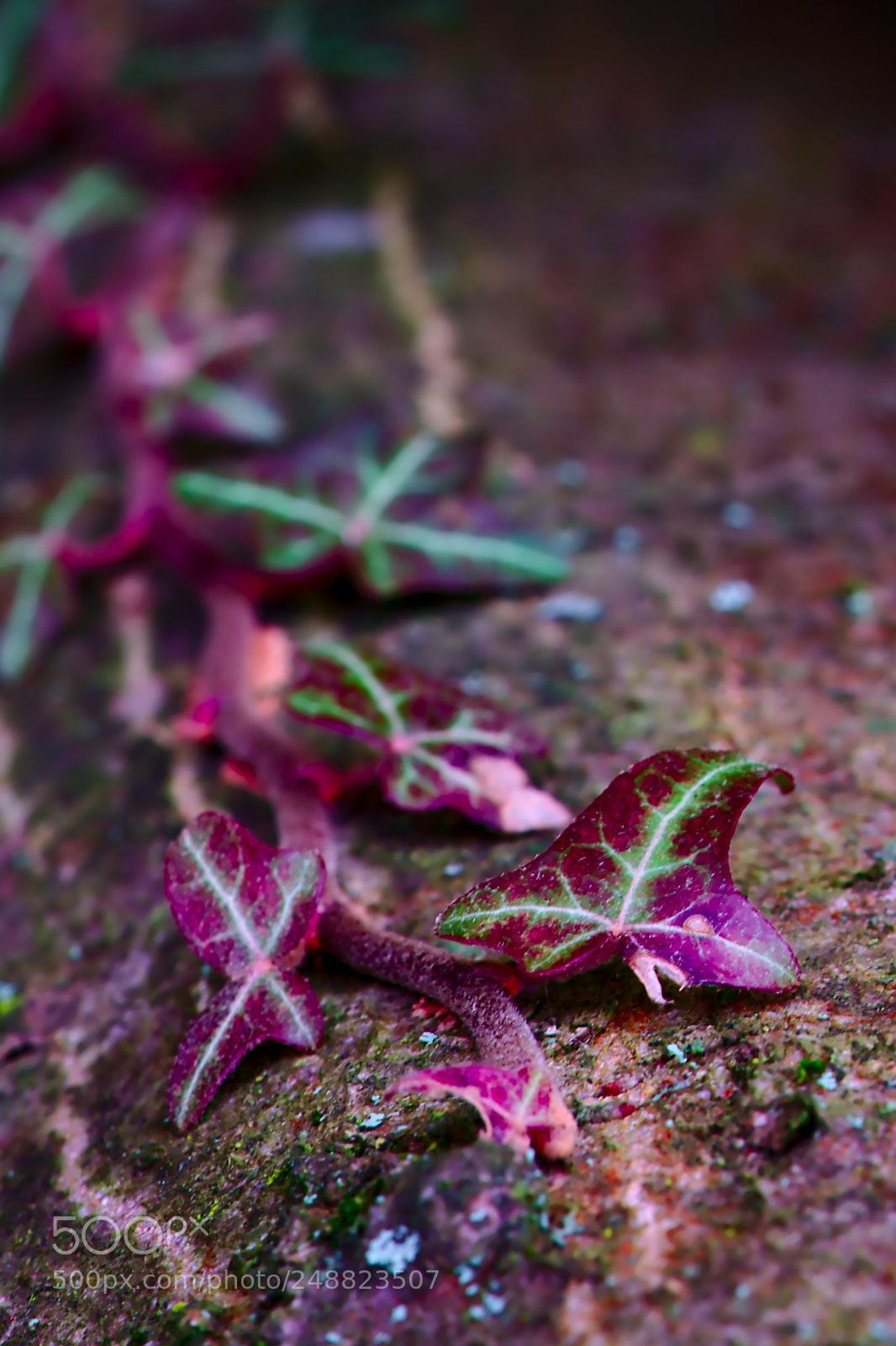 Fujifilm X-T2 sample photo. Vivication photography