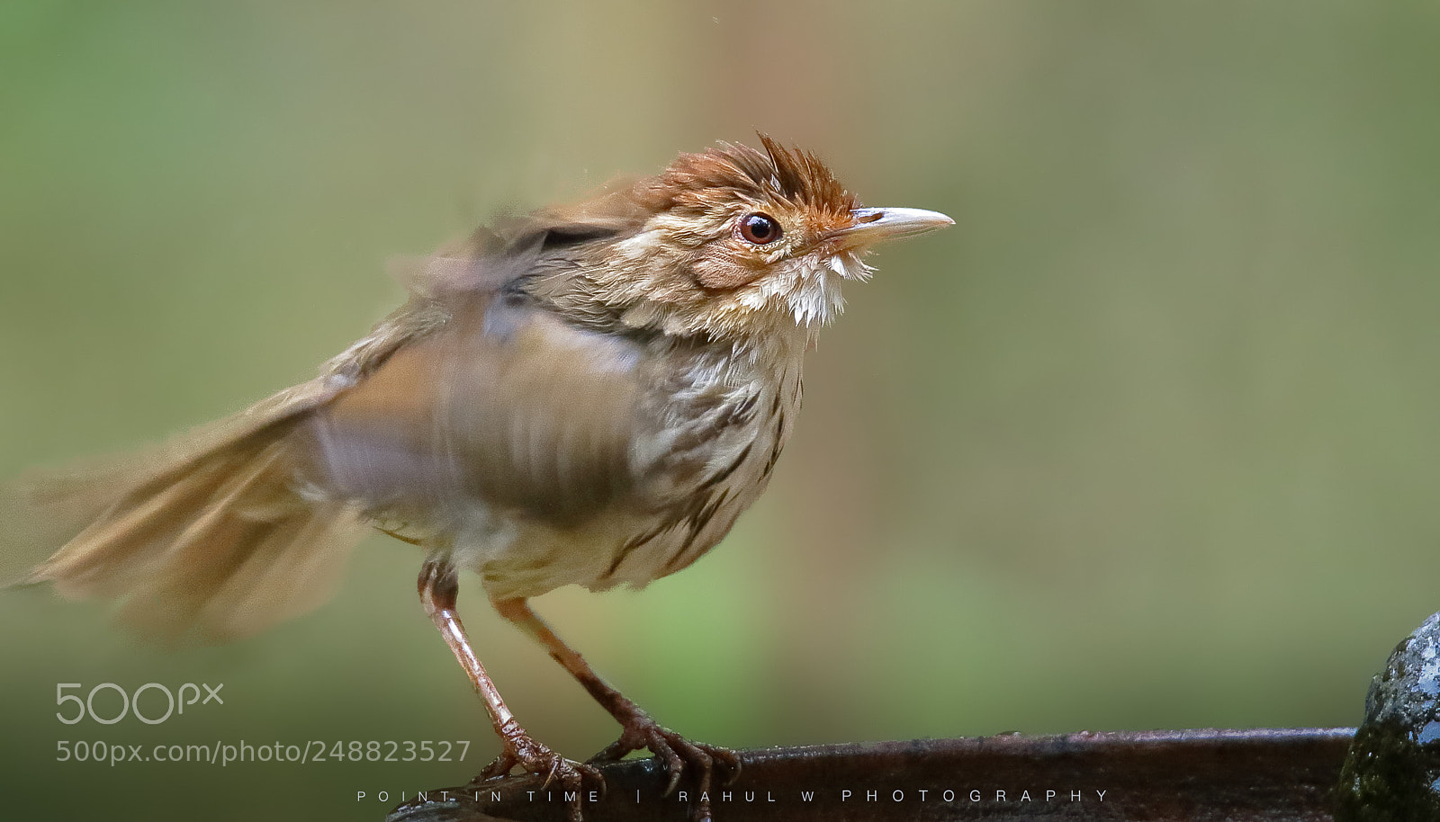 Canon EOS 7D Mark II sample photo. Puff throated babbler photography