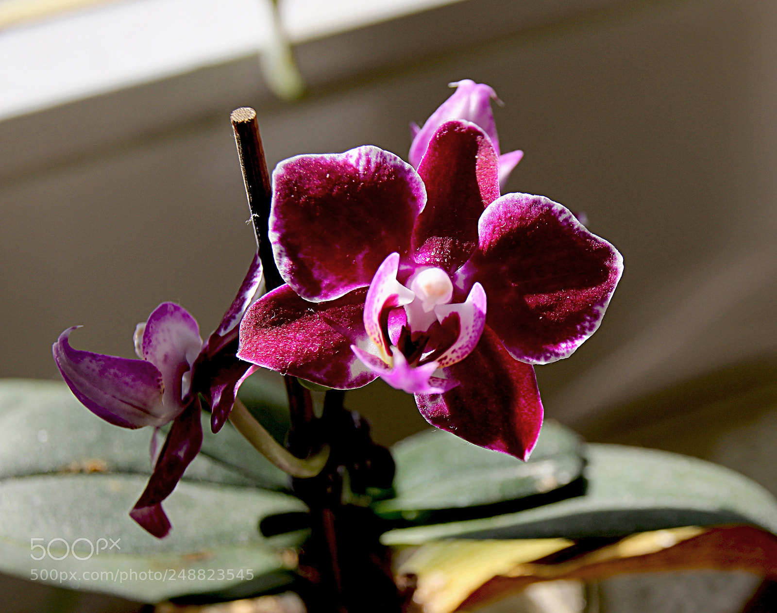 Canon EOS 1300D (EOS Rebel T6 / EOS Kiss X80) sample photo. Orchidea photography