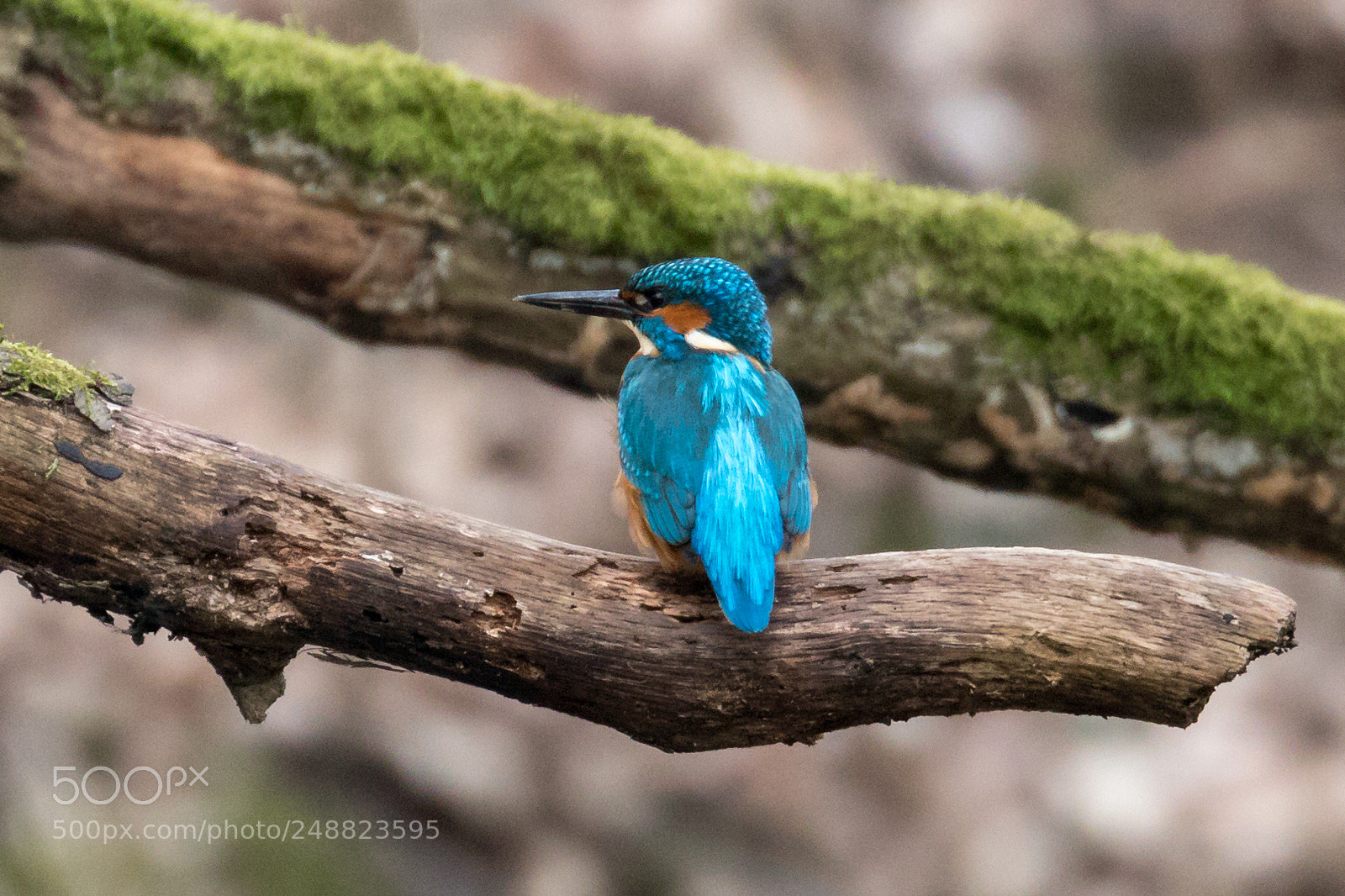 Canon EOS 80D sample photo. Common kingfisher photography