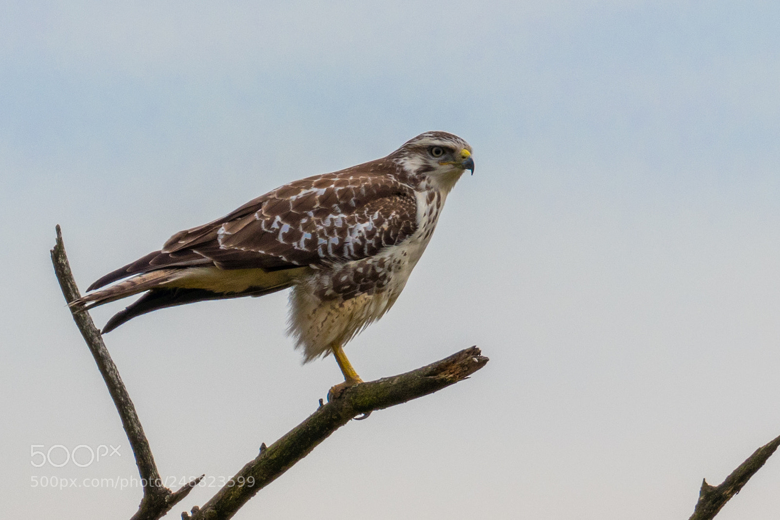 Canon EOS 80D sample photo. Buzzard photography