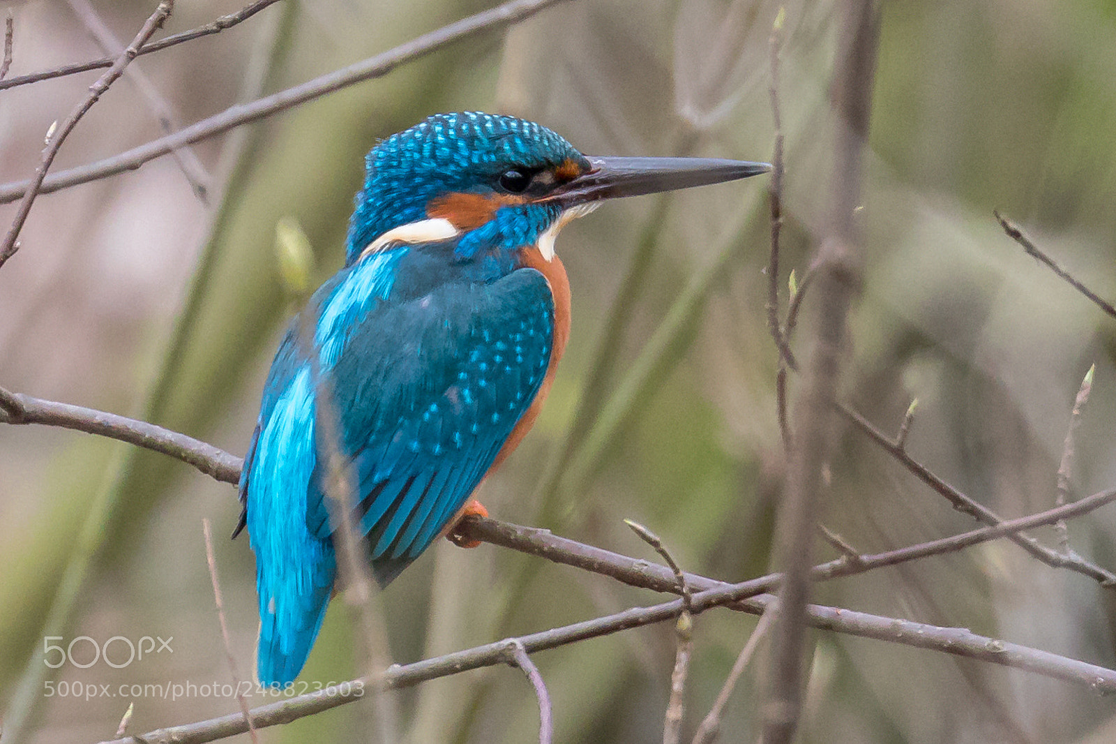 Canon EOS 80D sample photo. Common kingfisher #2 photography