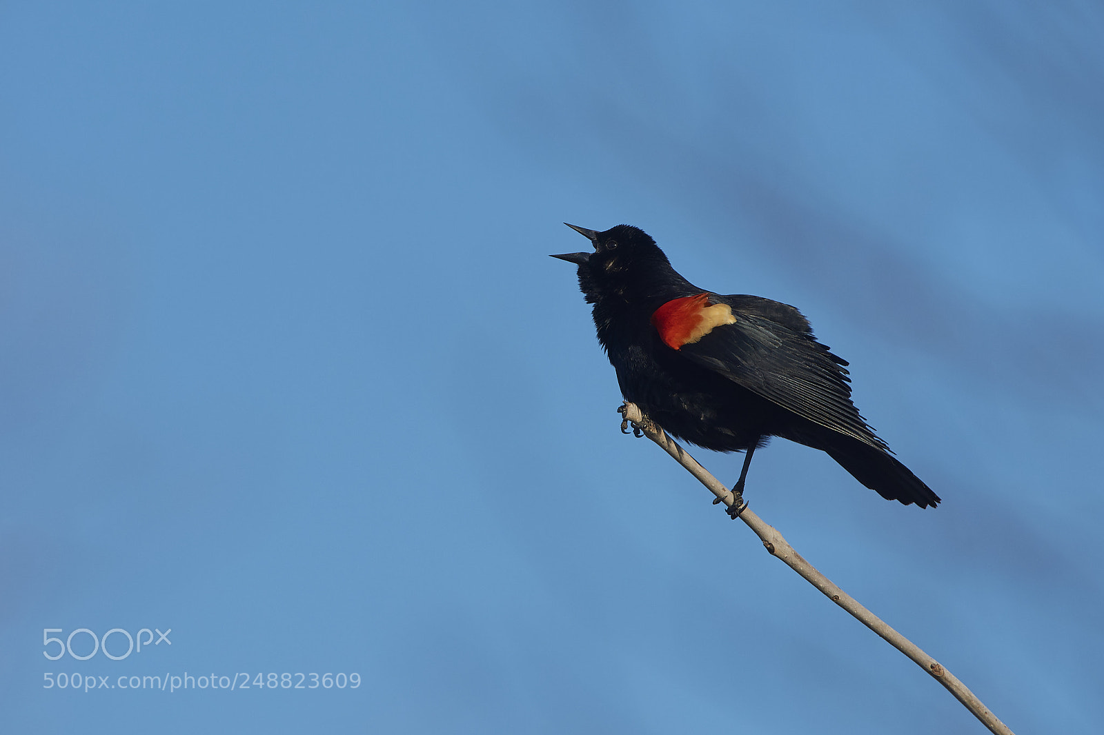 Nikon D7200 sample photo. Red winged blackbird photography