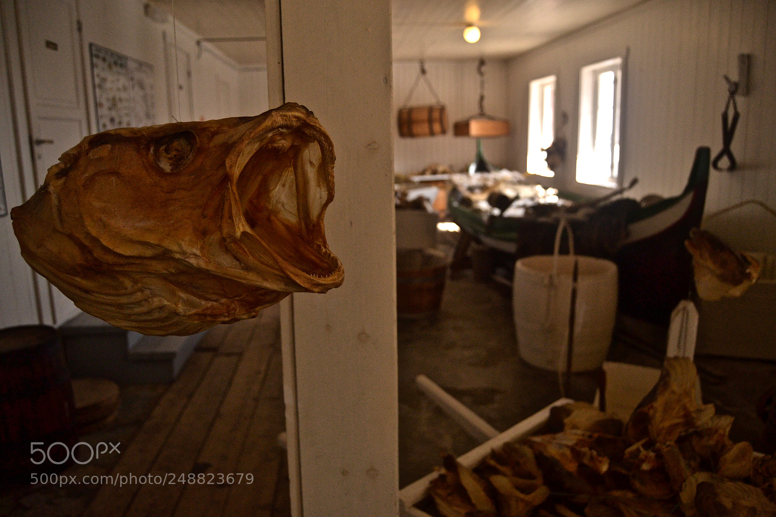 Nikon D3100 sample photo. Flying fish head photography