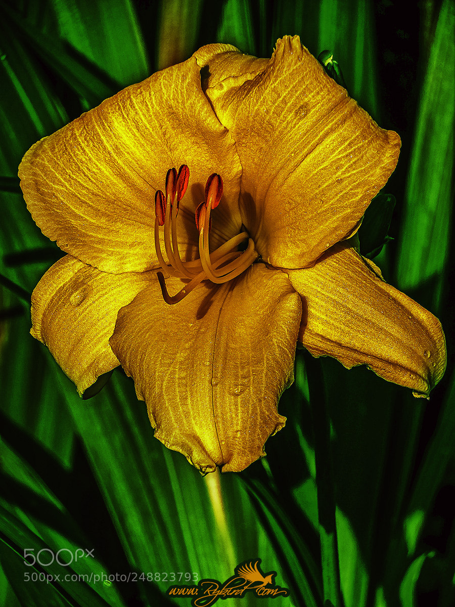 Fujifilm FinePix S1 sample photo. Yellow against the green. photography