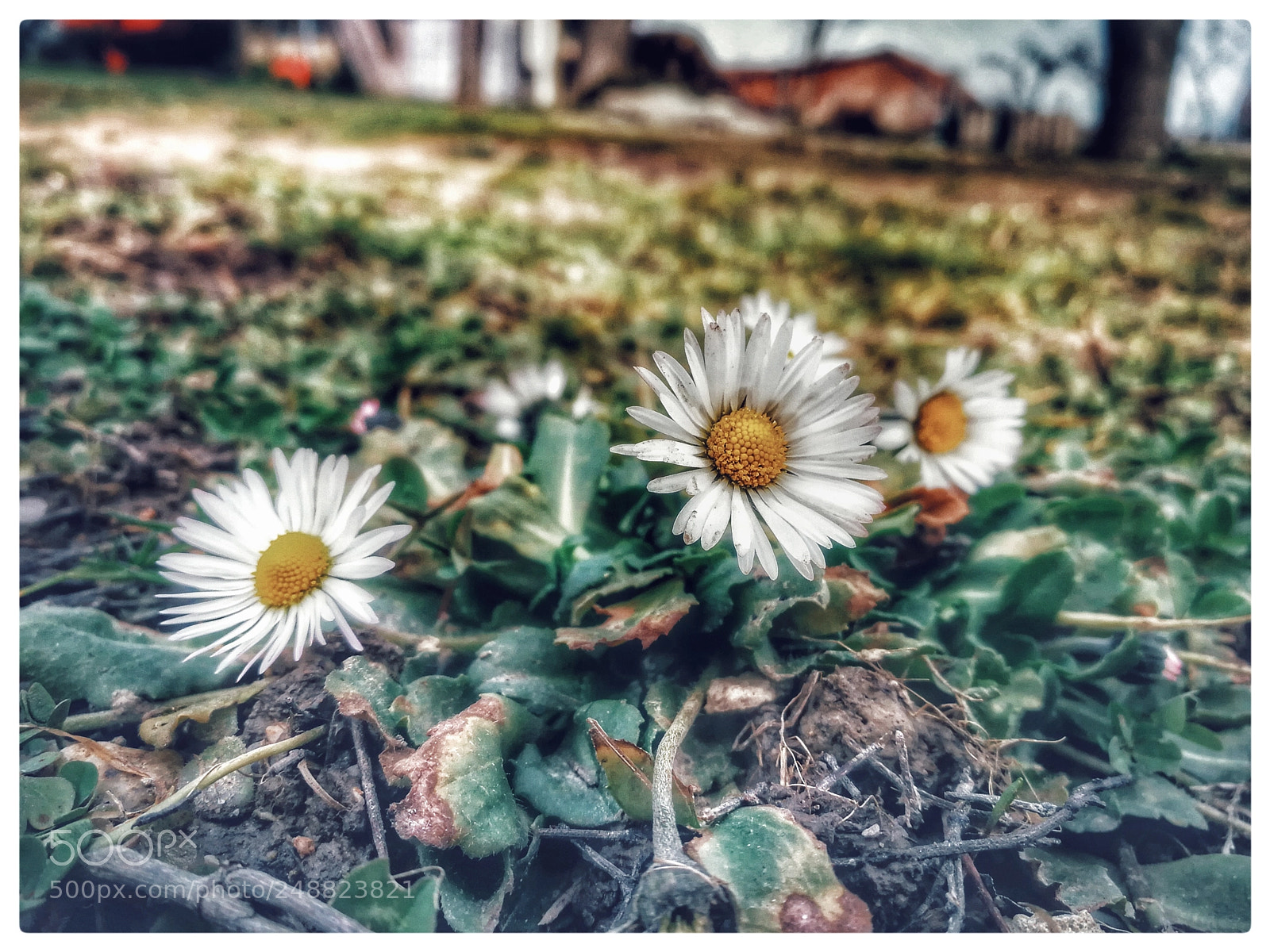 HUAWEI P10 sample photo. Untitled photography