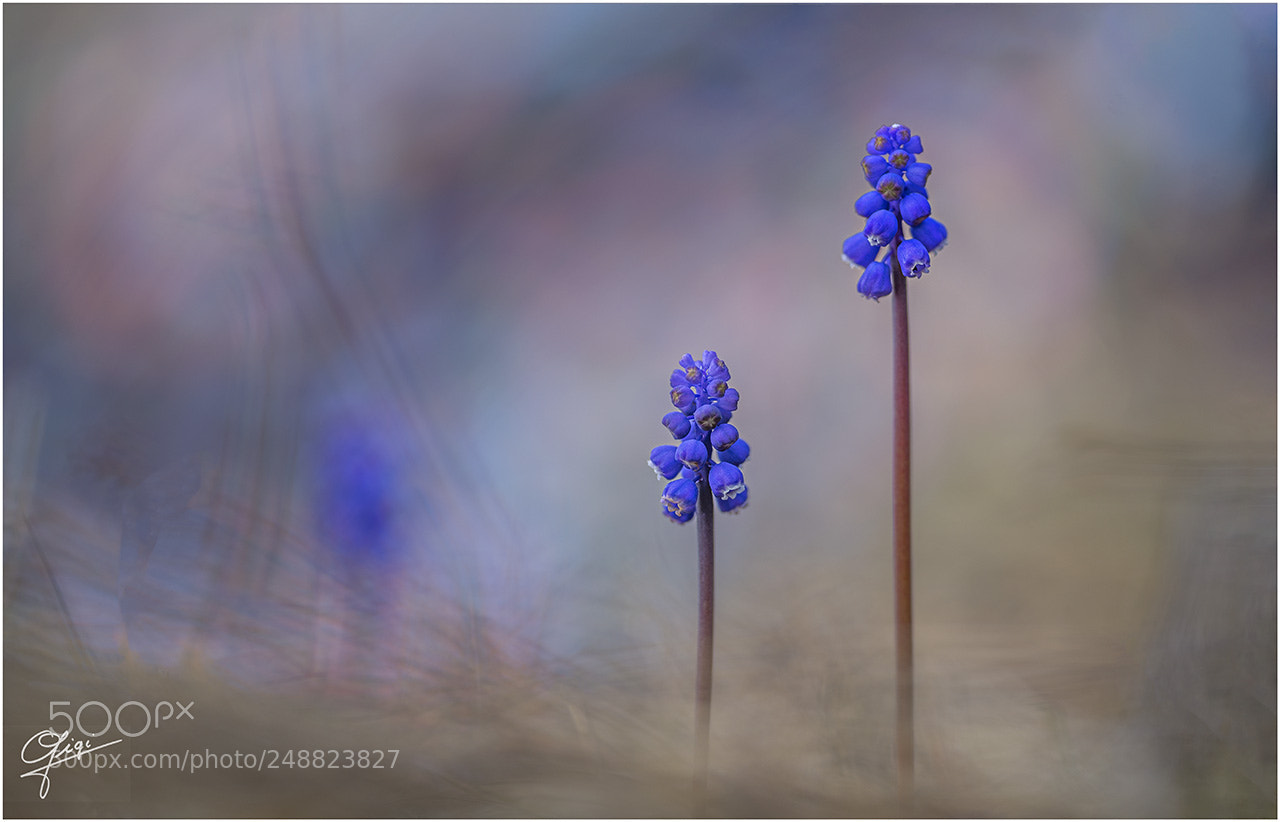 Nikon D610 sample photo. Muscari photography