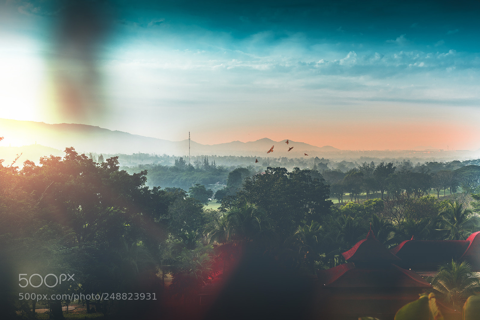 Nikon D810 sample photo. Magestic jungle photography