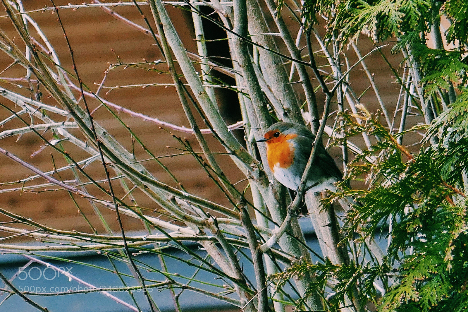 Panasonic Lumix DMC-ZS100 (Lumix DMC-TZ100) sample photo. Garden visitors photography