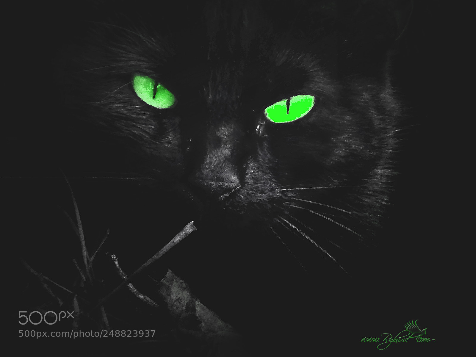 Fujifilm FinePix S1 sample photo. Great grandma cat photography