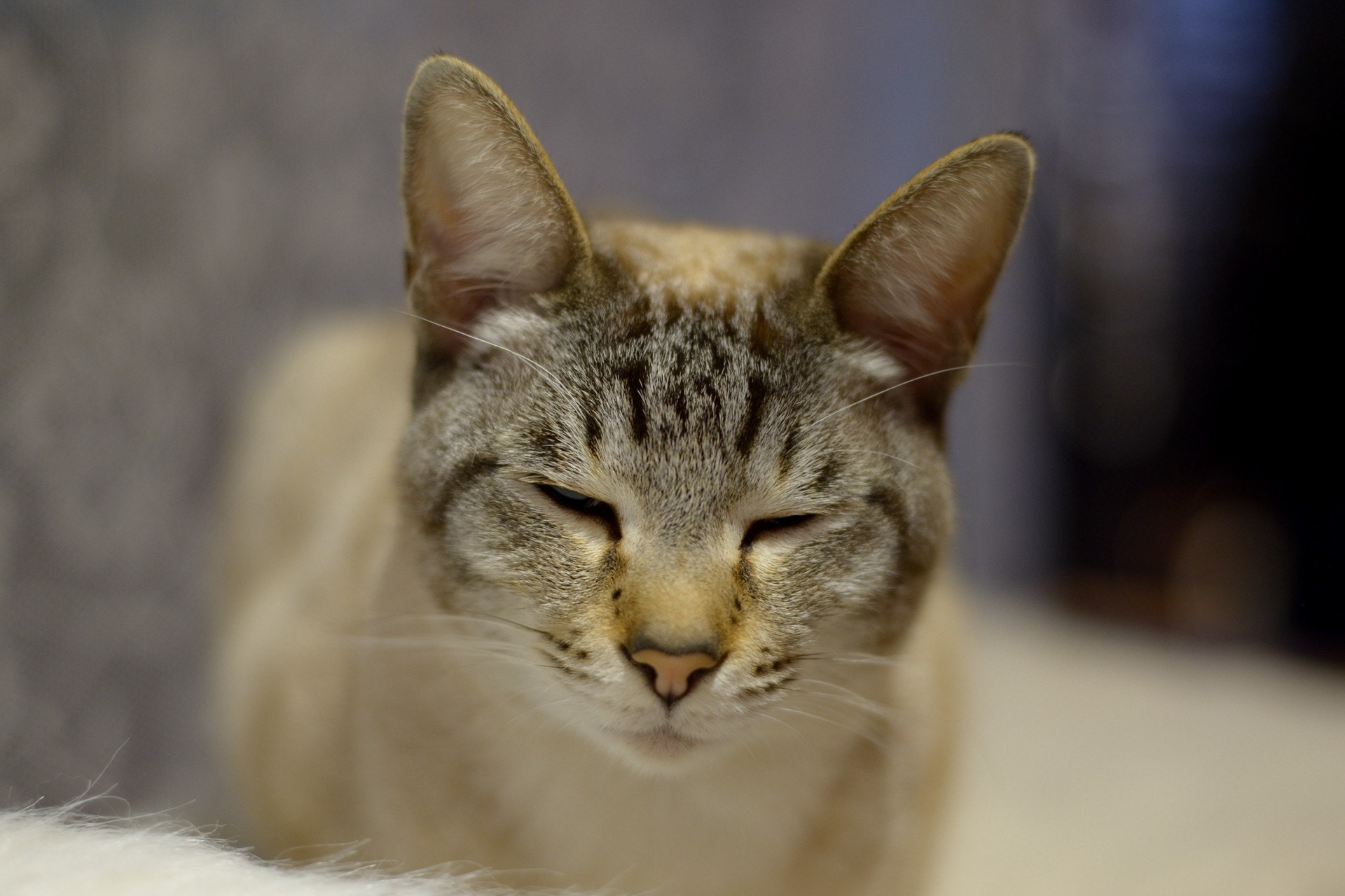 Nikon AF Nikkor 50mm F1.8D sample photo. I am sleepy.^_^ photography