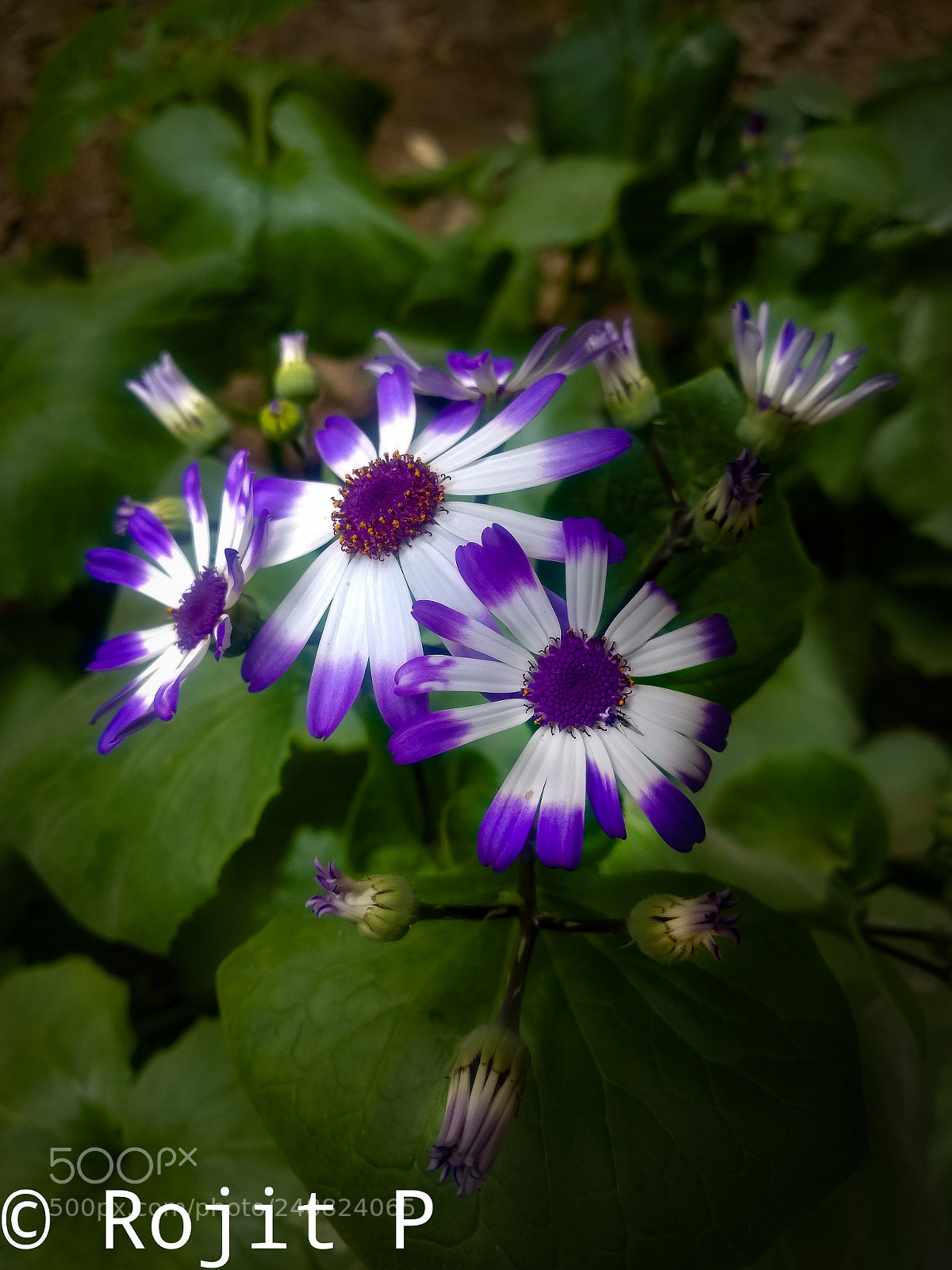 Motorola Moto G (4) sample photo. Purple flr........ photography