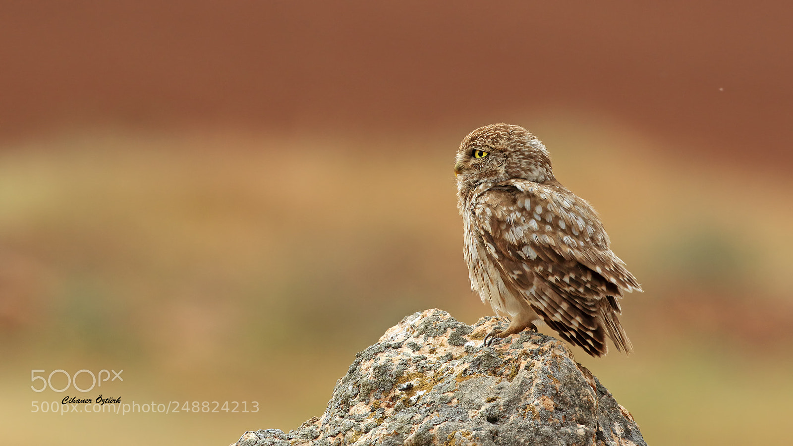 Canon EOS 7D Mark II sample photo. Little owl. photography