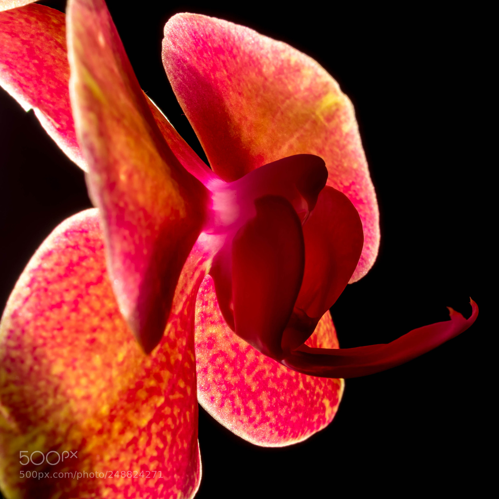 Canon EOS 600D (Rebel EOS T3i / EOS Kiss X5) sample photo. Orchid photography