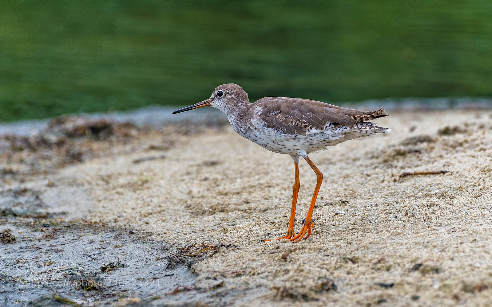 Nikon D810 sample photo. Redshank photography