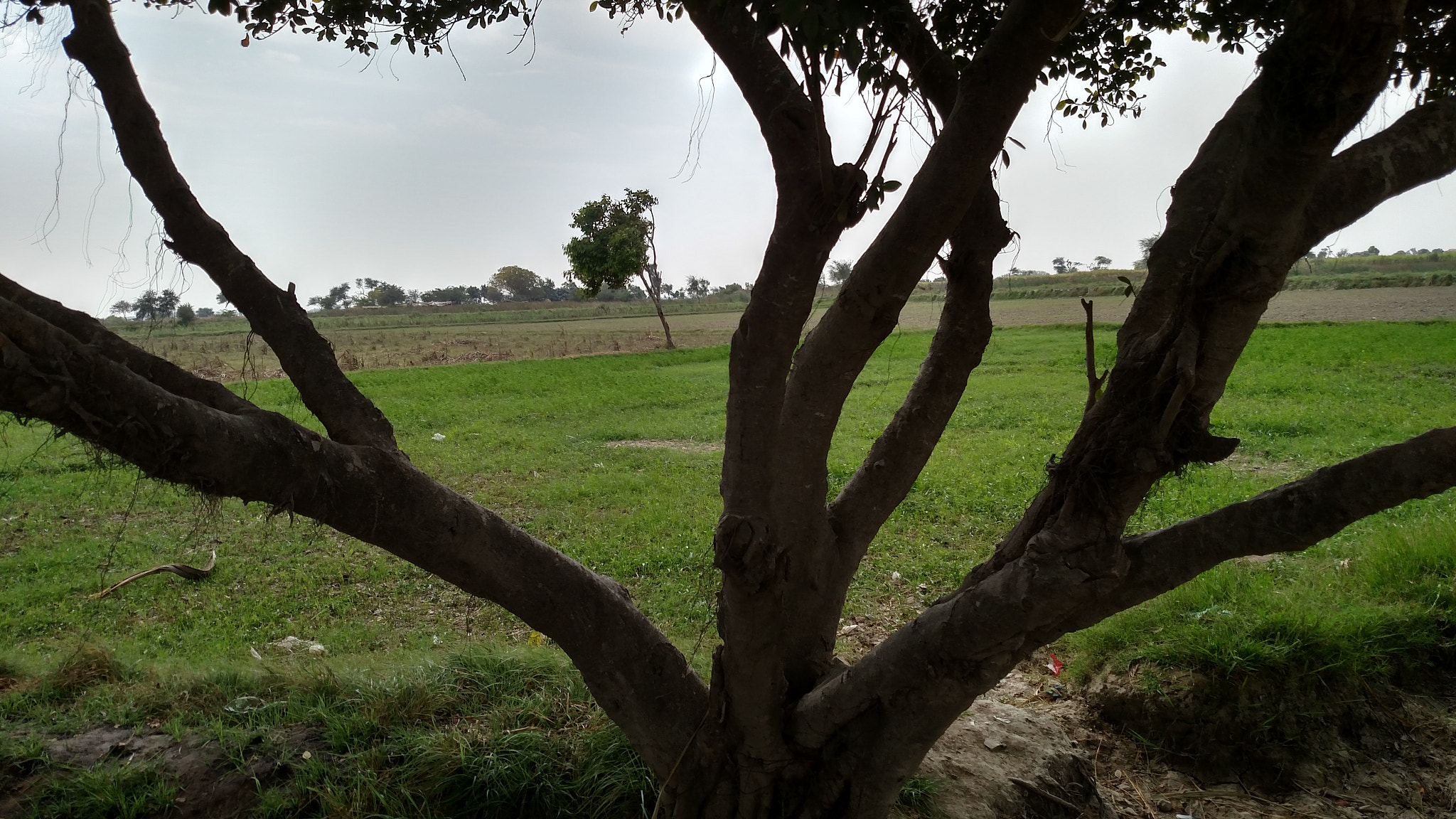 Motorola Droid Turbo sample photo. The tree photography