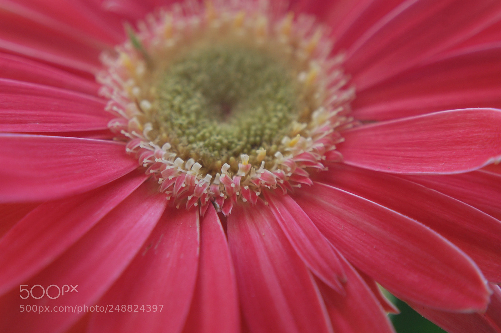 Nikon D40 sample photo. Bloomed.. photography