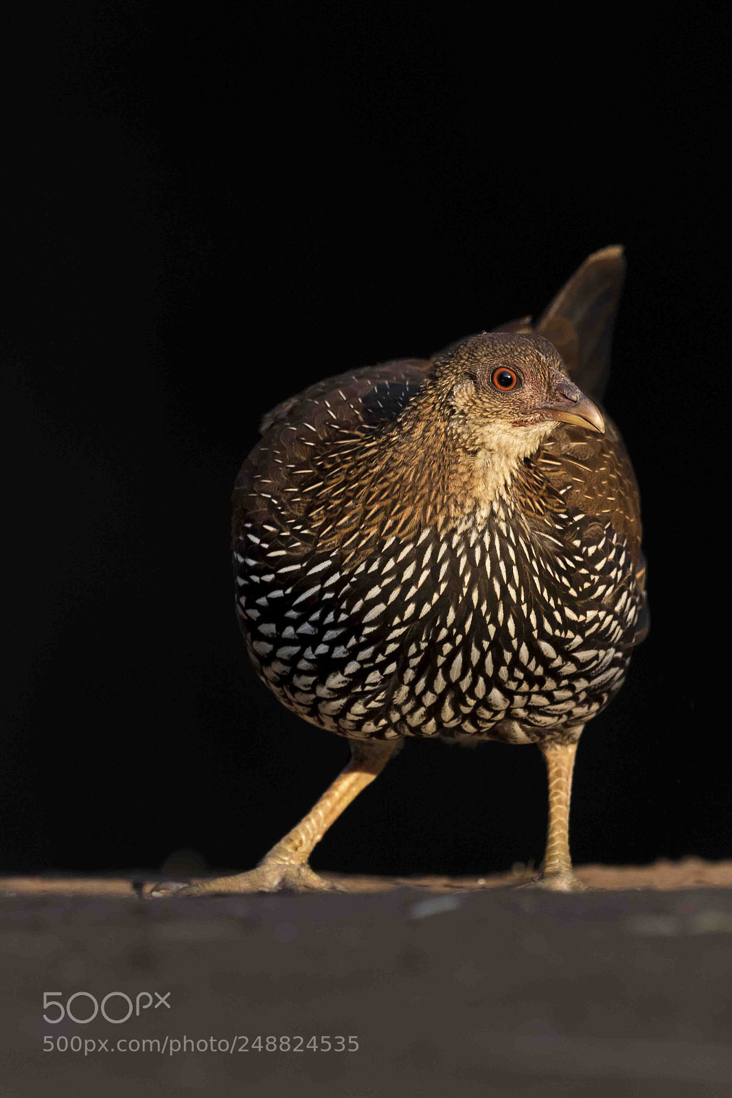 Canon EOS 7D Mark II sample photo. _jungle fowl... female.._ photography