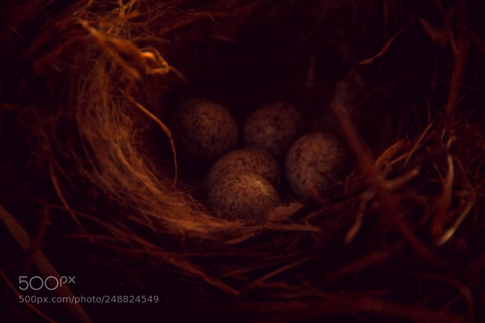 Canon EOS 600D (Rebel EOS T3i / EOS Kiss X5) sample photo. Nest photography