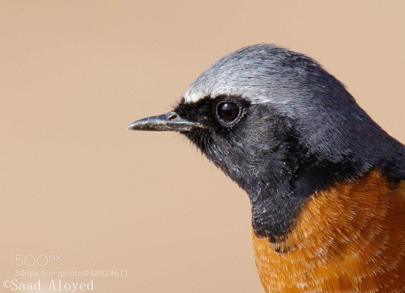 Canon EOS 7D Mark II sample photo. Common redstart الحميراء photography