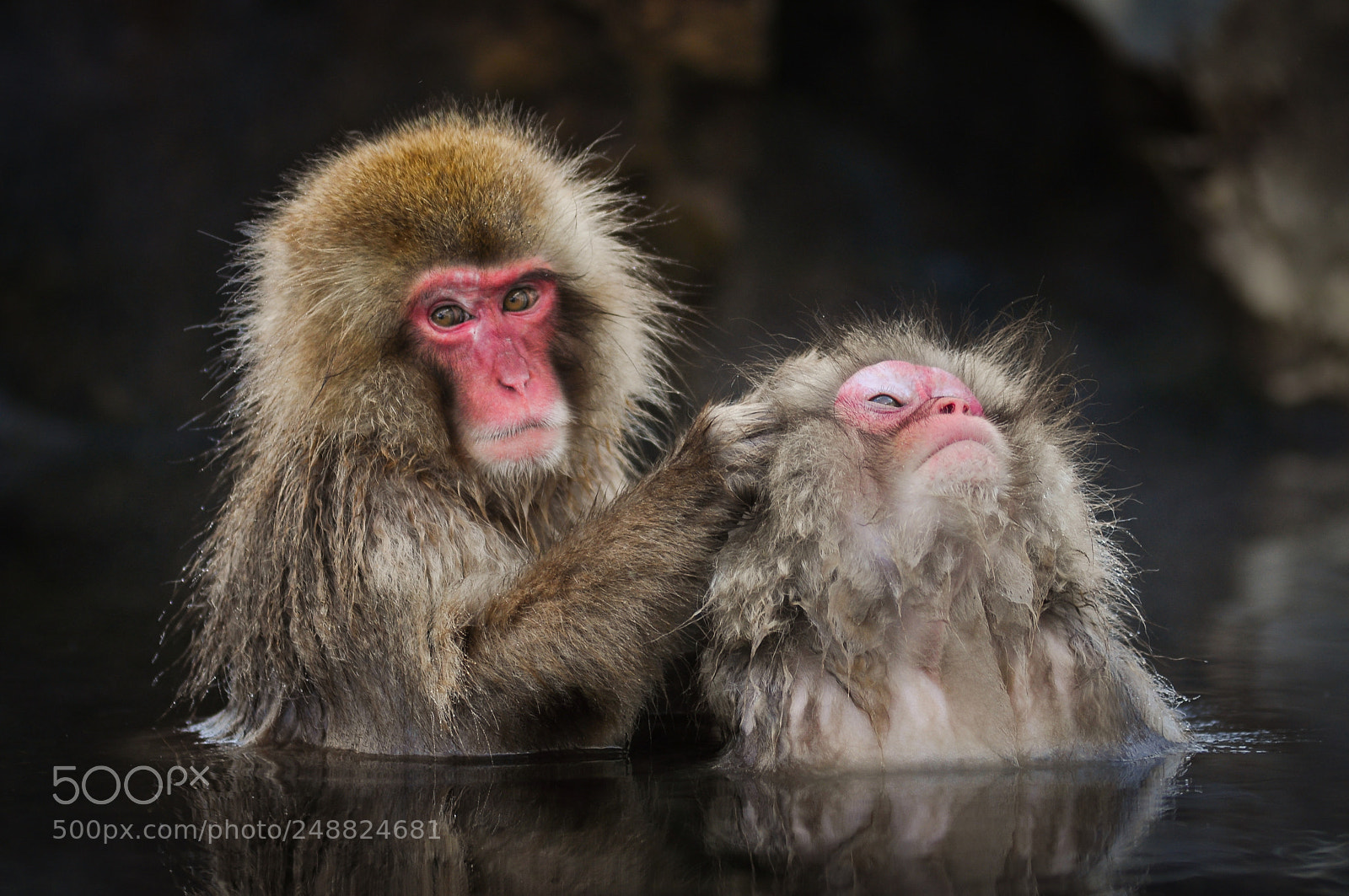 Nikon D90 sample photo. Japanese snow monkeys grooming photography