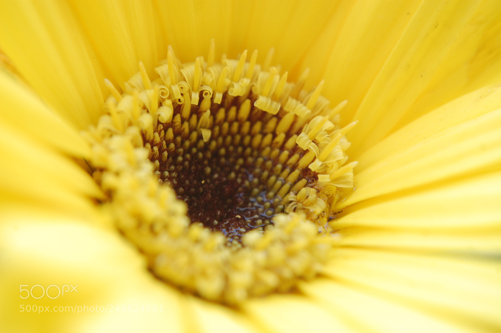Nikon D40 sample photo. Unfolding petals... photography