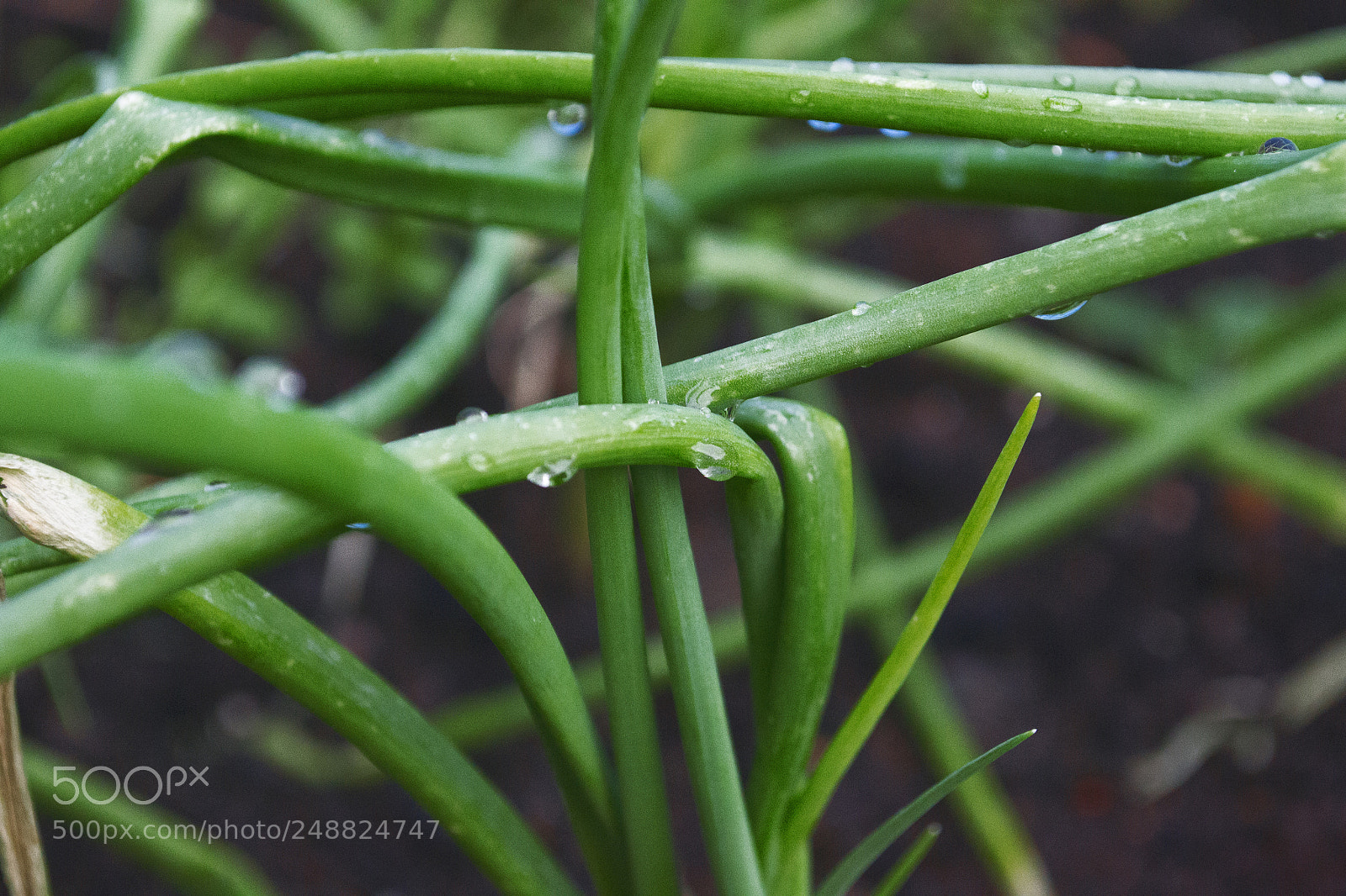 Nikon D3100 sample photo. Tangled photography