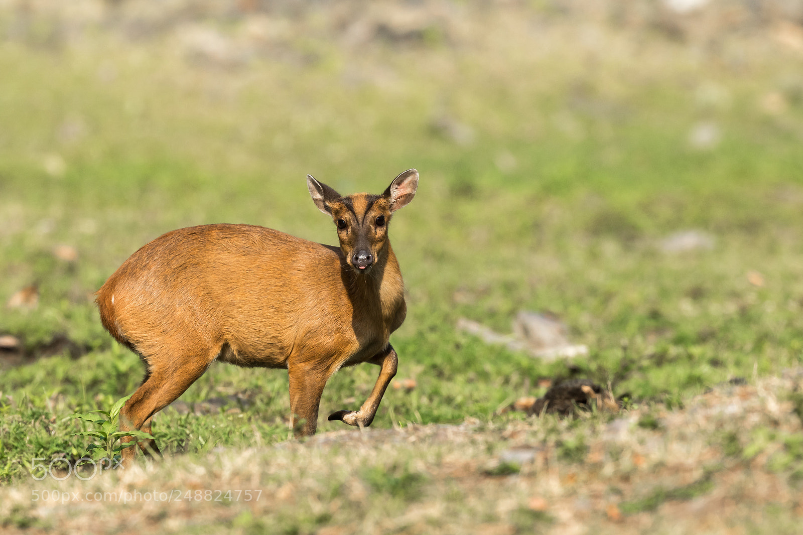 Canon EOS 7D Mark II sample photo. Barking deer photography