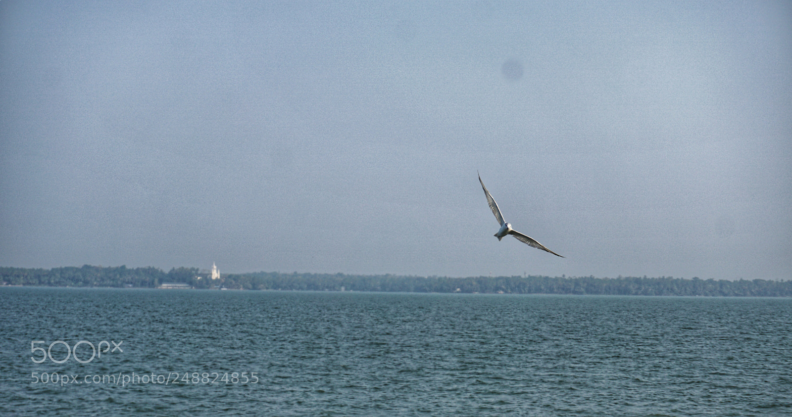 Sony a6000 sample photo. Fly high & alone photography
