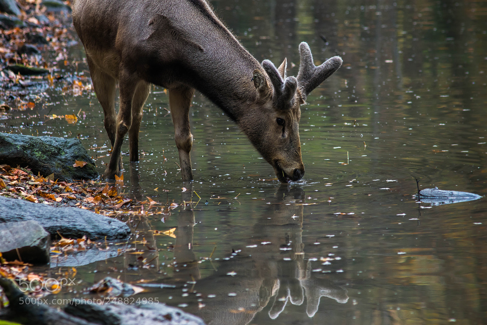 Sony ILCA-77M2 sample photo. Pere david's deer with photography