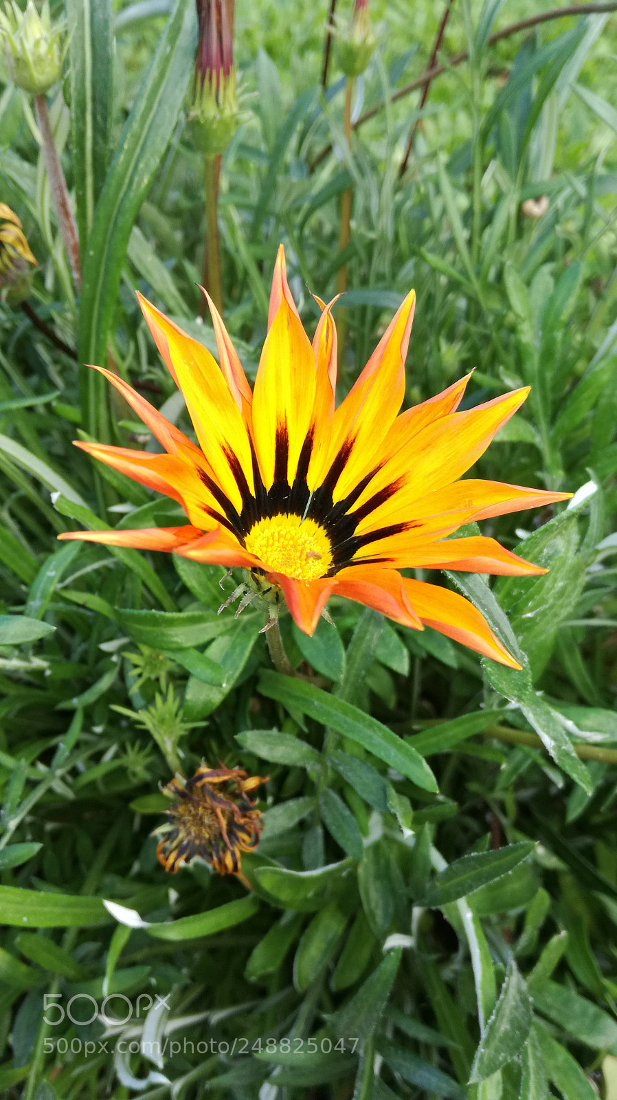 HUAWEI P9 LITE sample photo. Colours of nature photography
