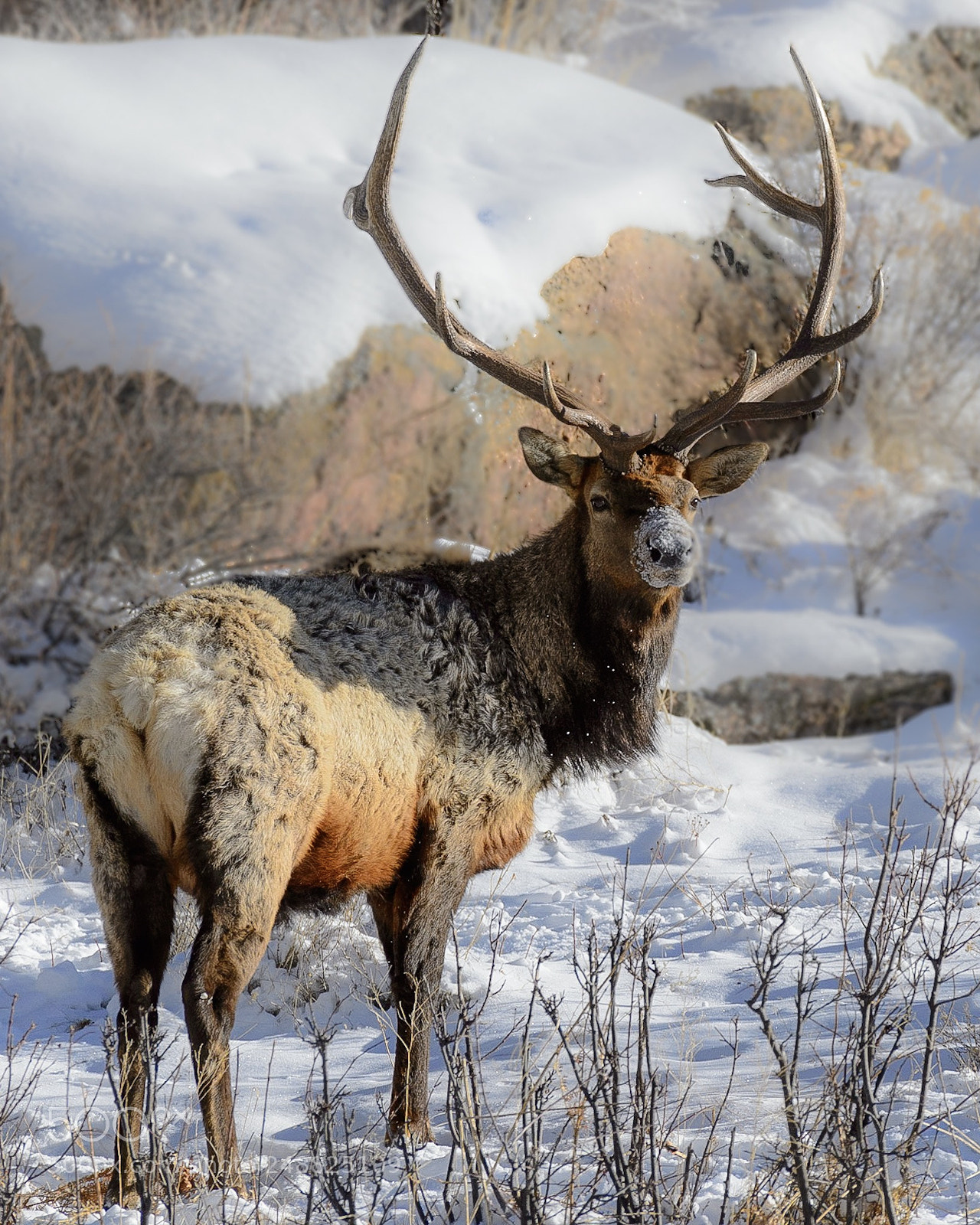 Nikon D4 sample photo. Snow muzzle elk. rocky photography
