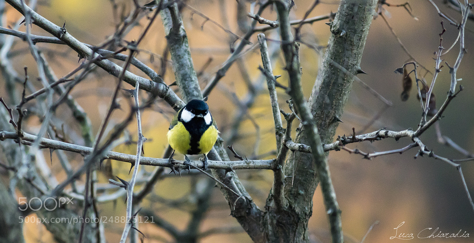 Canon EOS 7D Mark II sample photo. Cinciallegra photography