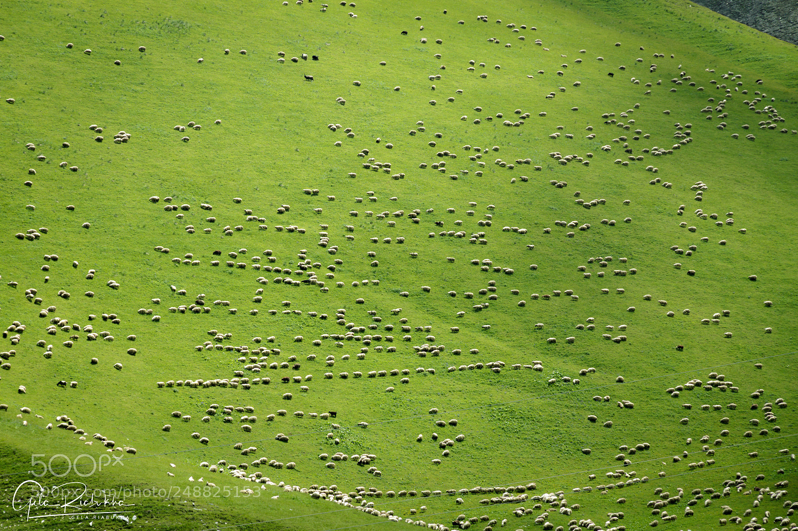 Canon EOS 500D (EOS Rebel T1i / EOS Kiss X3) sample photo. Sheep photography