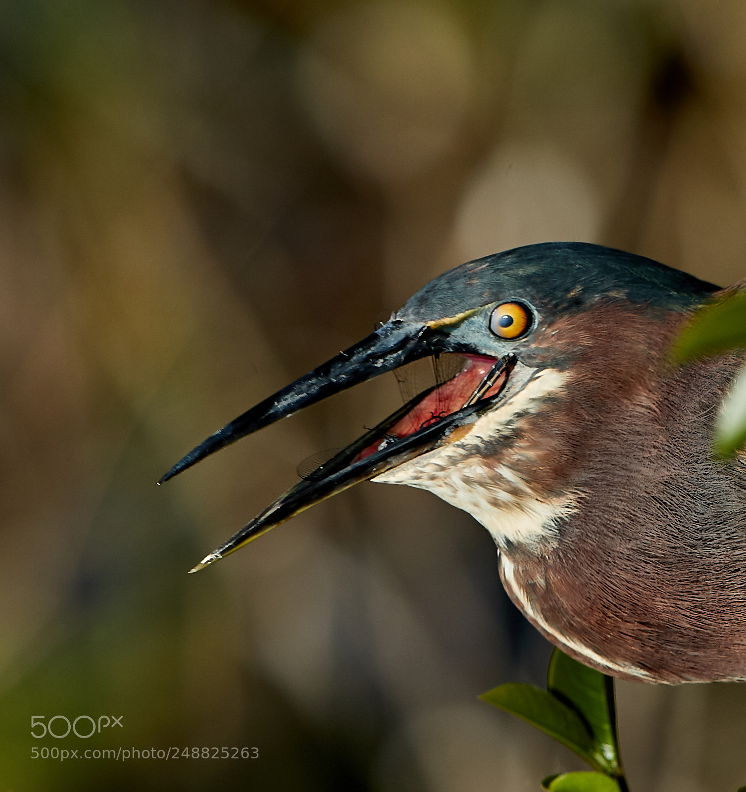 Canon EOS-1D X Mark II sample photo. 03-10-18-0007144.jpg photography