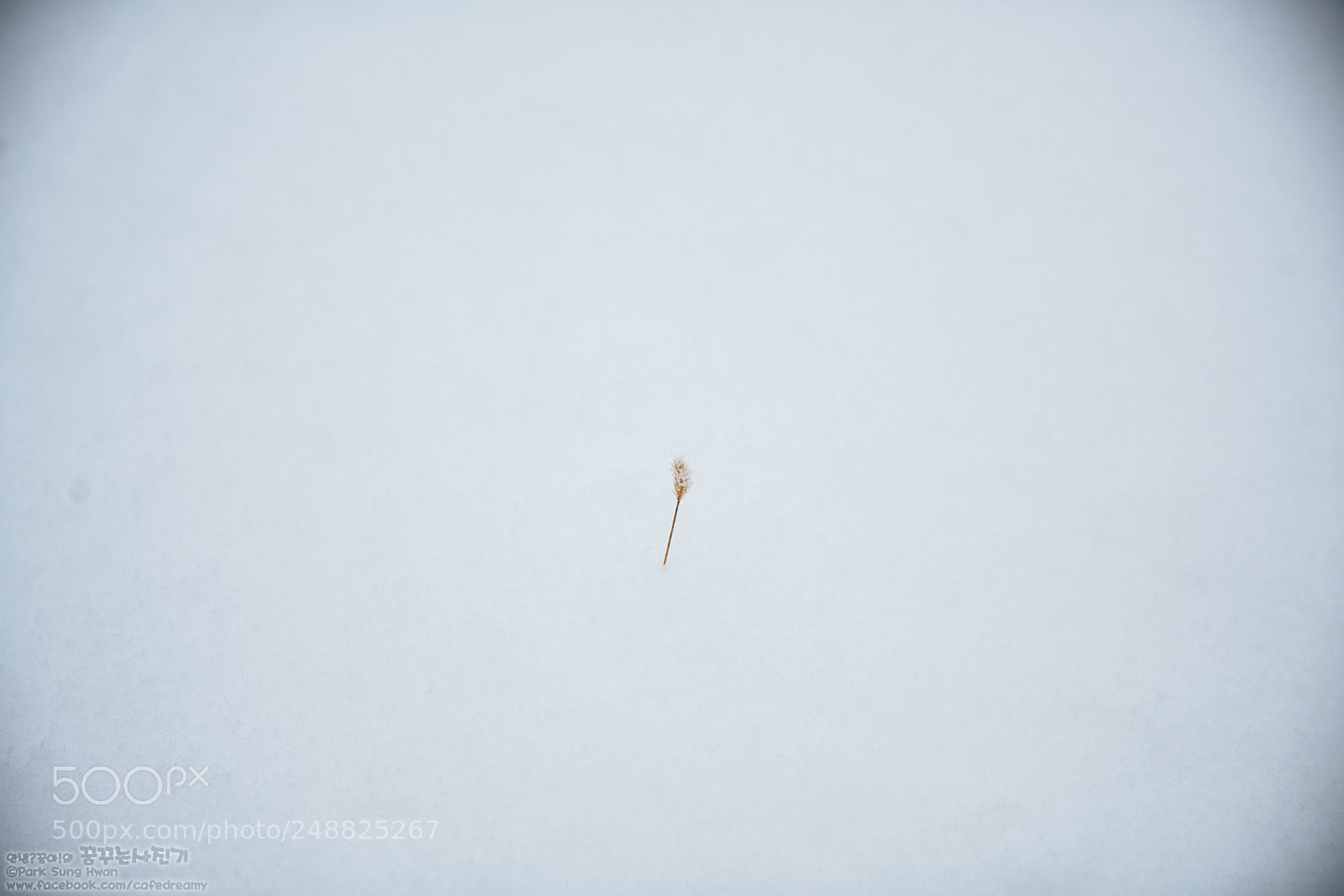 Sony a7R II sample photo. Snow foxtail photography