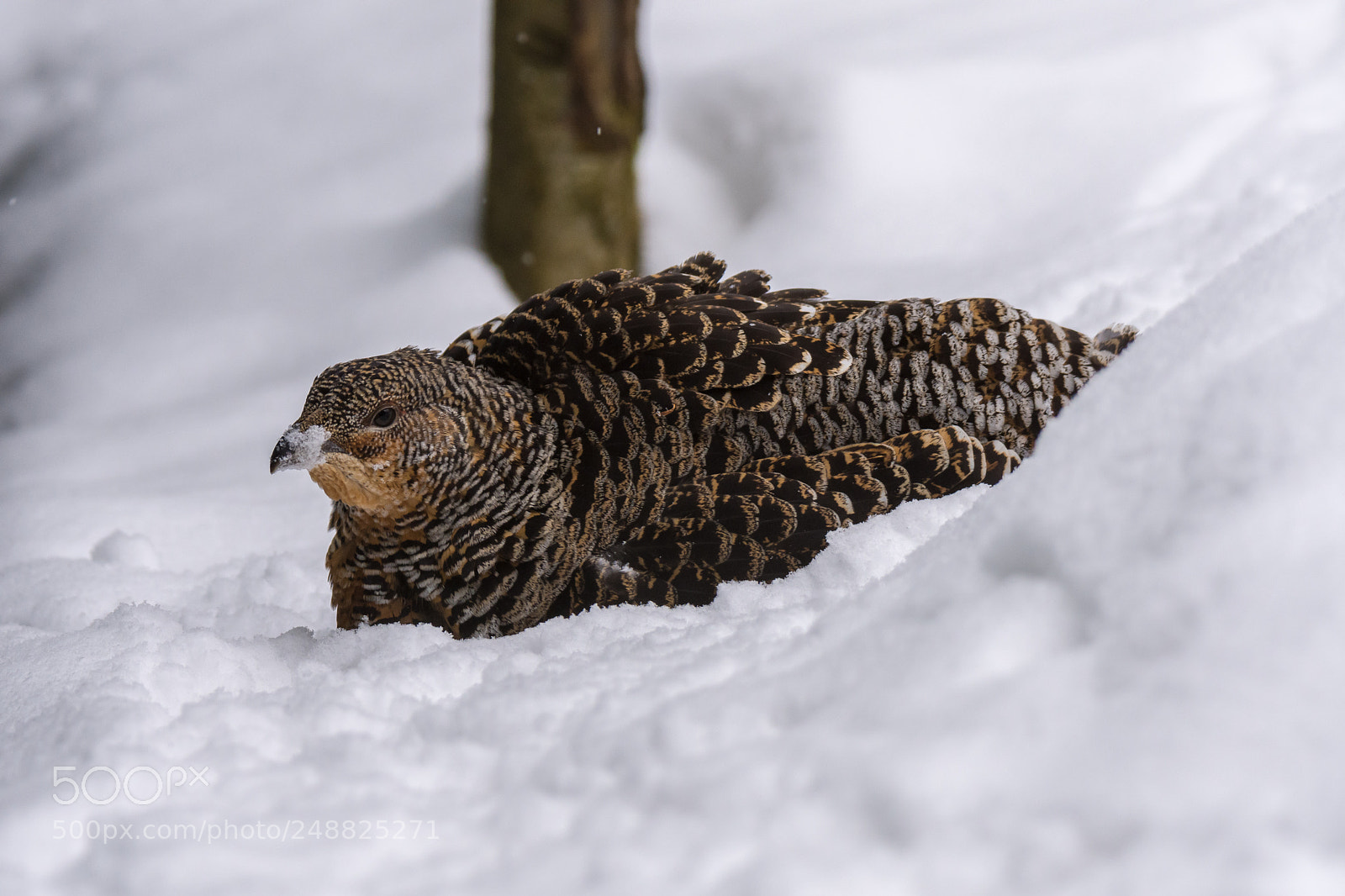 Nikon D7200 sample photo. Bathing in snow photography