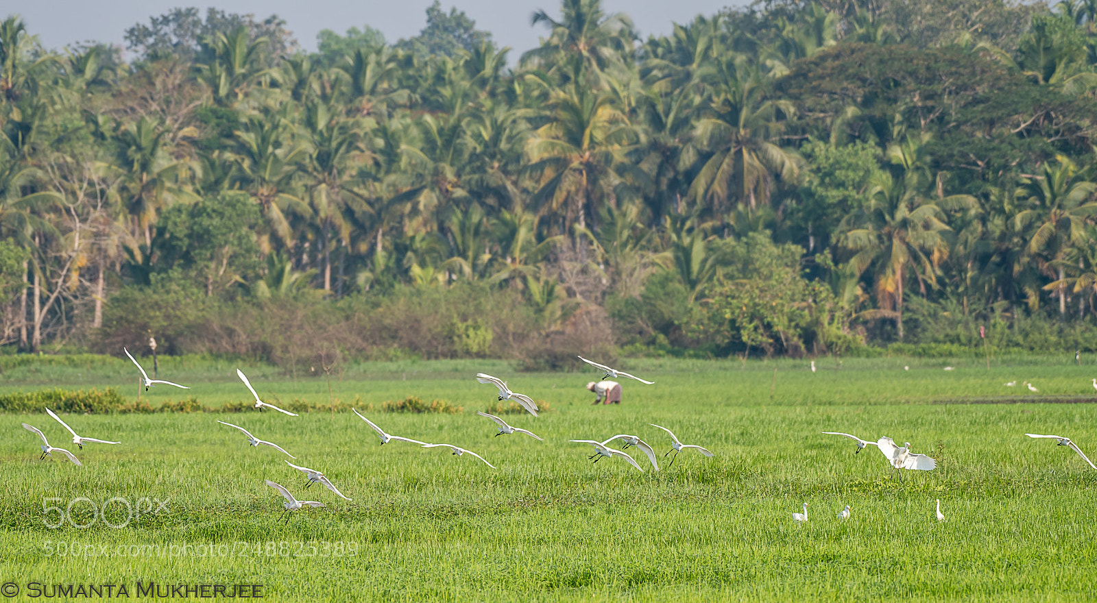 Nikon D810 sample photo. Flock photography