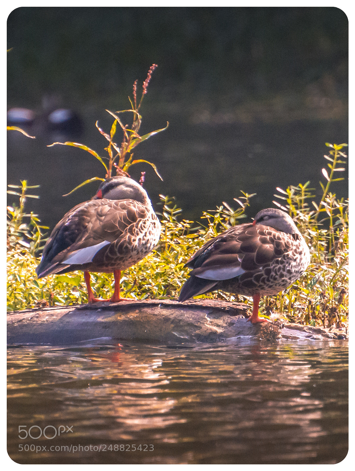 Nikon D7200 sample photo. Synchronous !!! photography