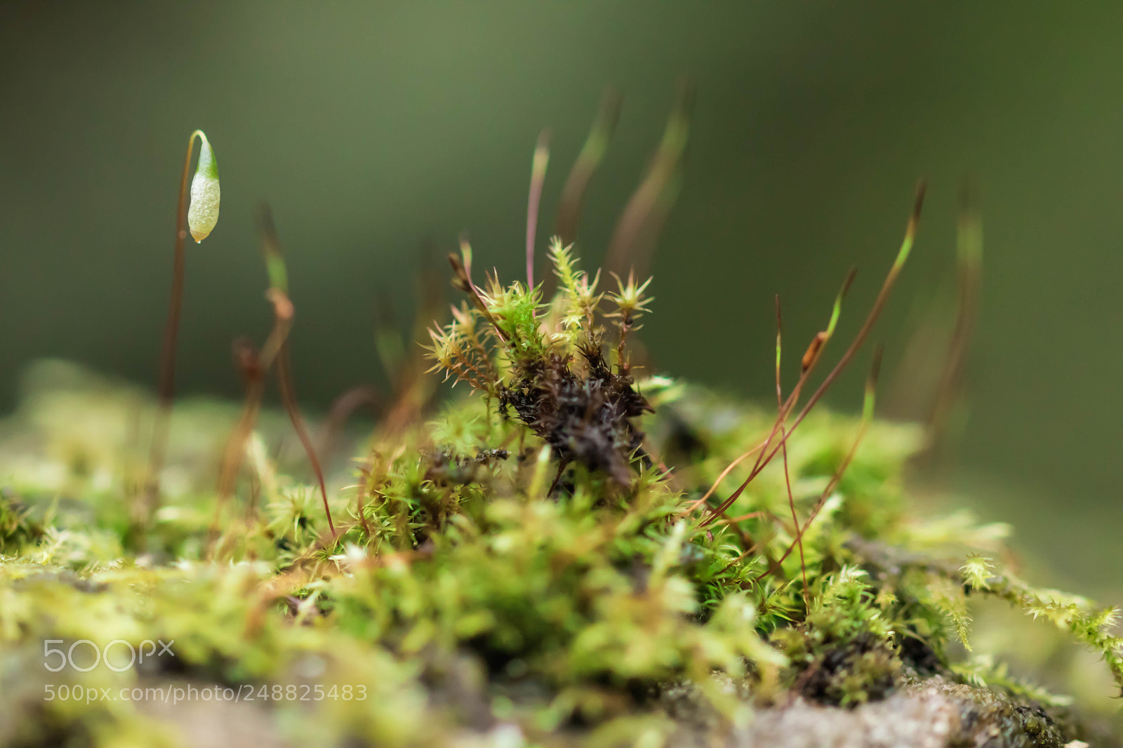 Canon EOS 80D sample photo. Matted threadead moss photography