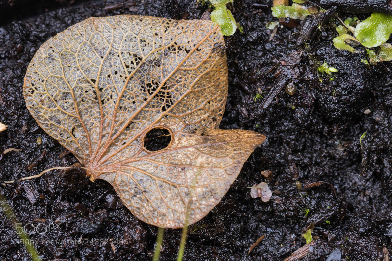 Canon EOS 80D sample photo. Leaf photography