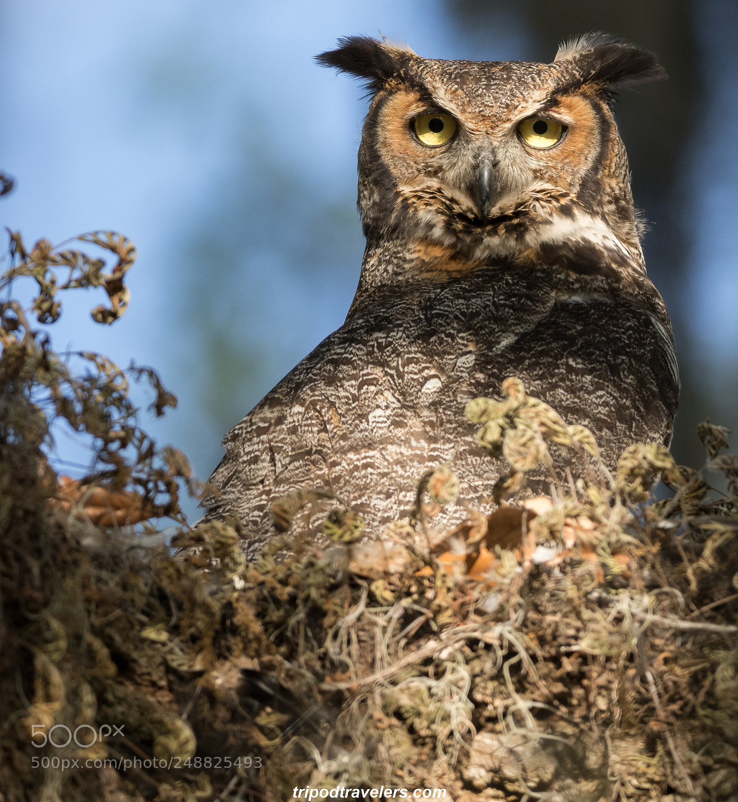 Canon EOS 7D Mark II sample photo. Great horned owl photography