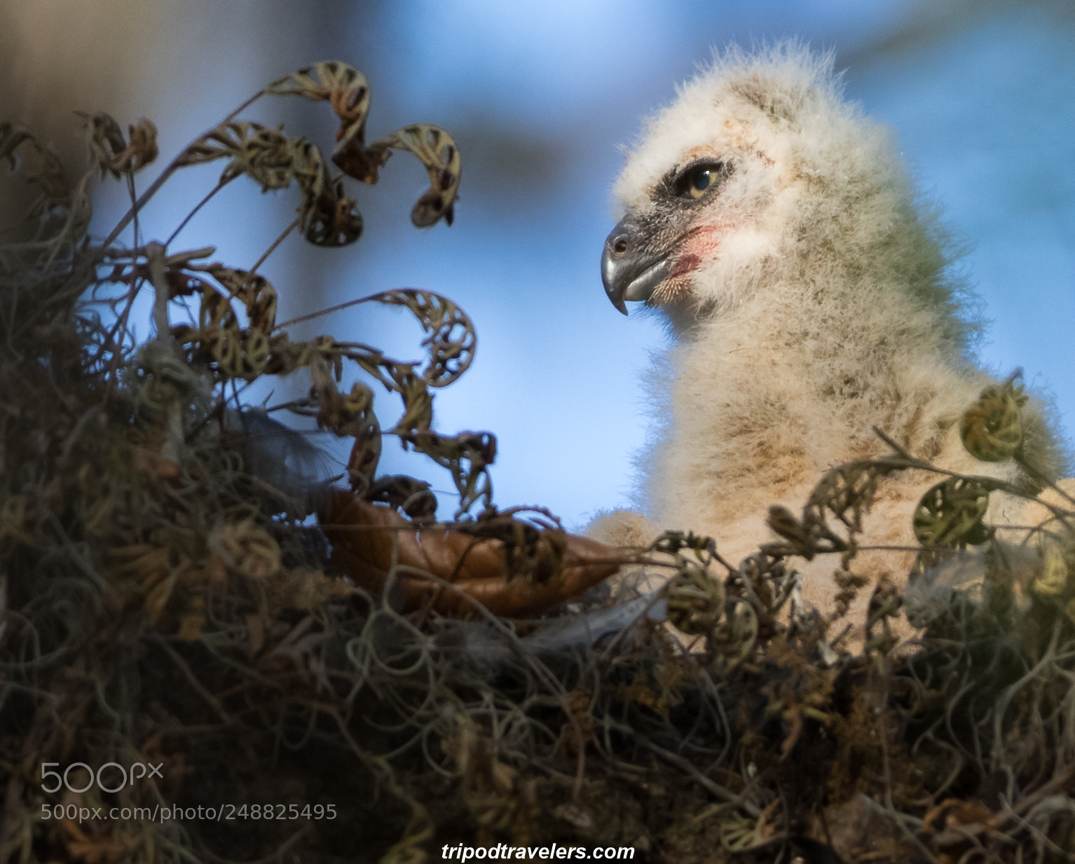 Canon EOS 7D Mark II sample photo. Great horned owl photography