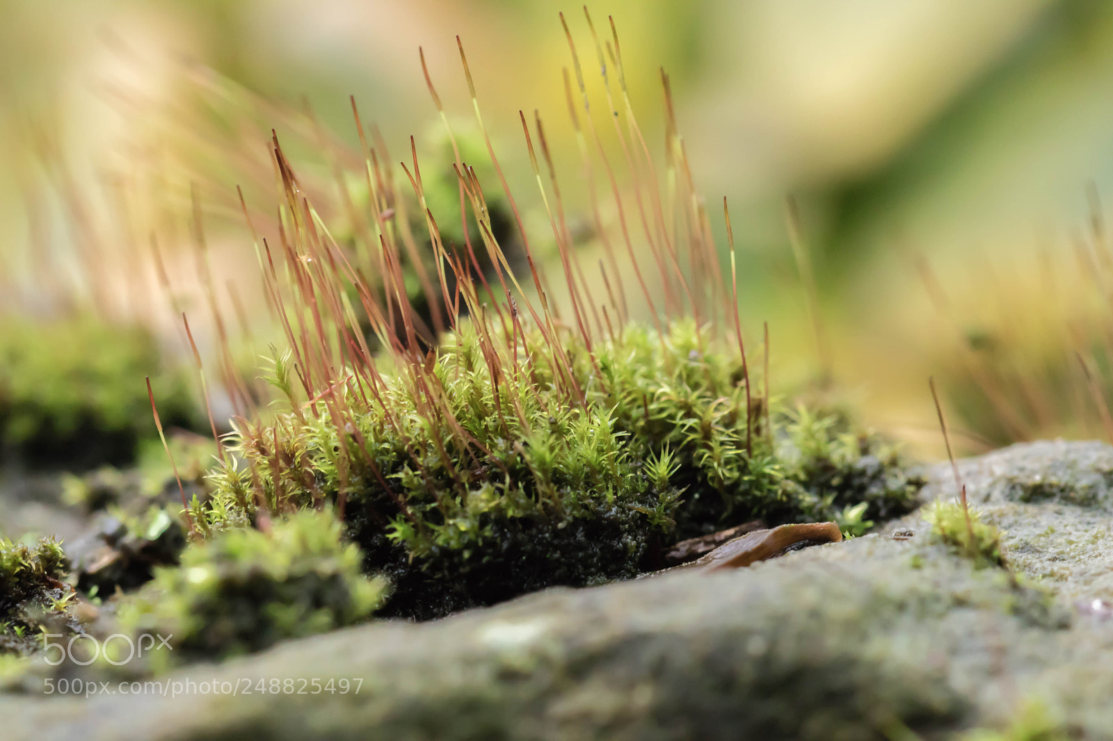 Canon EOS 80D sample photo. New season growth matted photography
