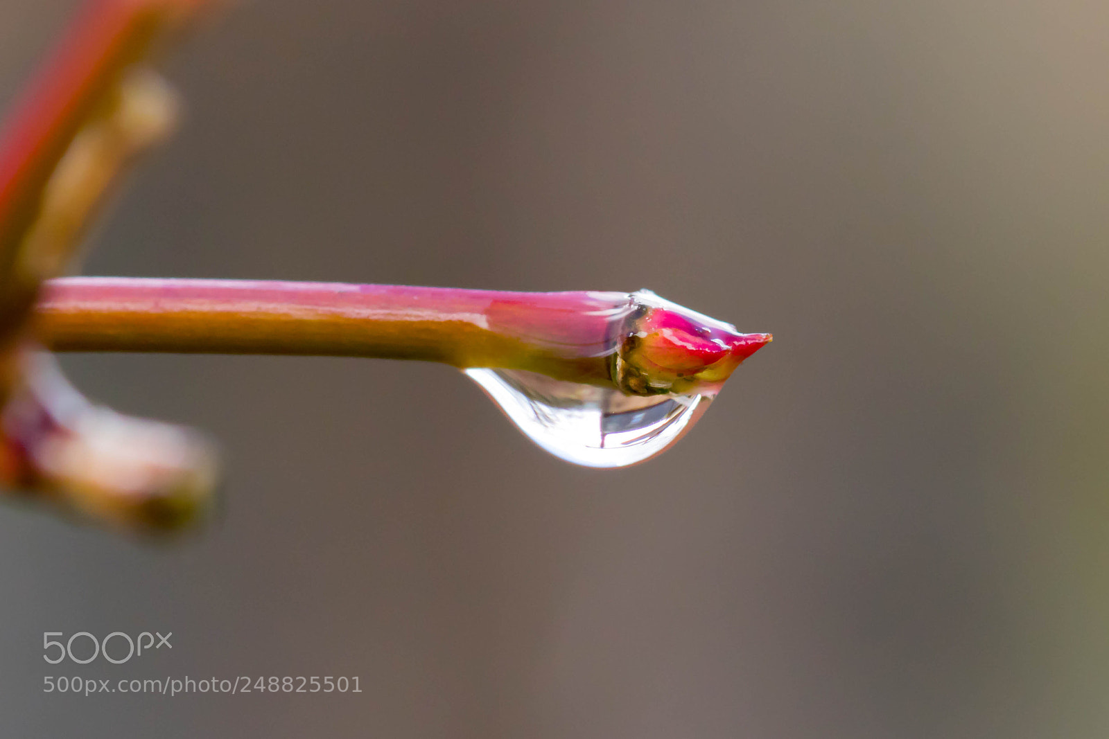 Canon EOS 80D sample photo. Raindrop on an acer photography