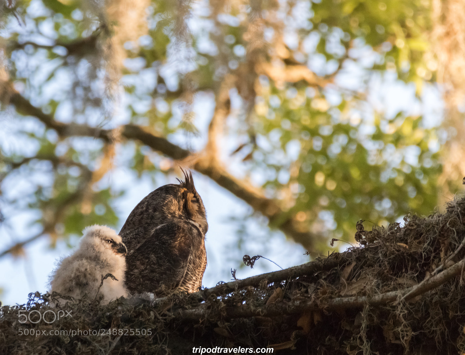 Canon EOS 7D Mark II sample photo. Great horned owl photography