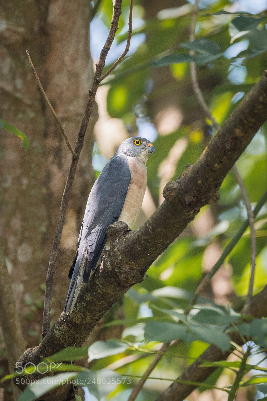 Nikon D850 sample photo. Chinese sparrowhawk photography