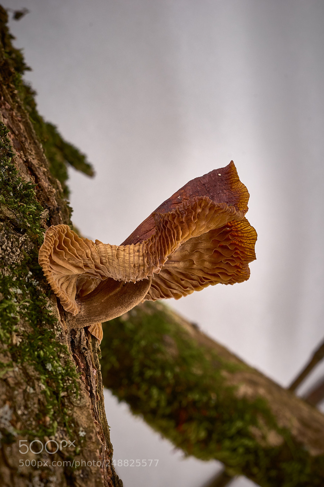 Sony a7 sample photo. Mushroom photography
